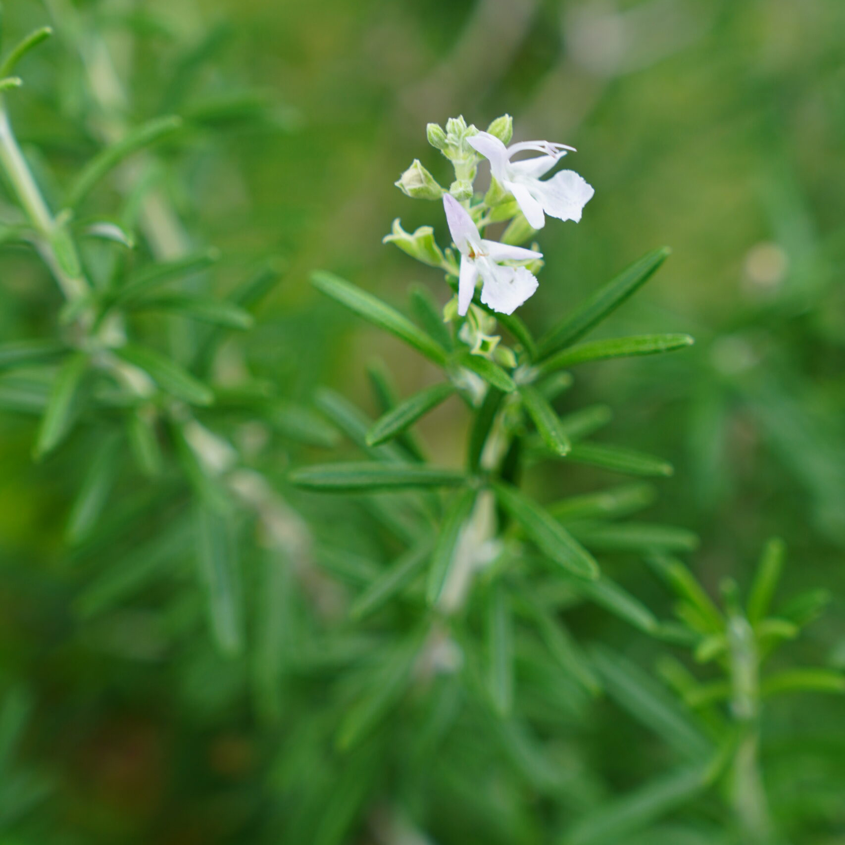 Rosemary