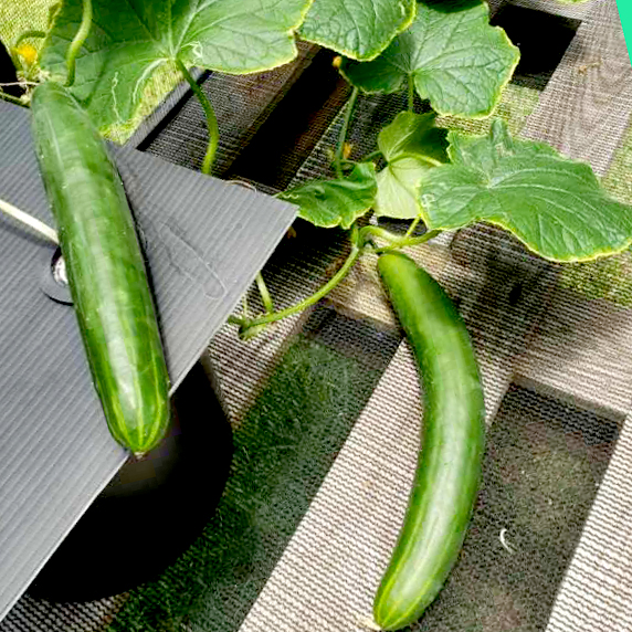 Japanese Cucumber