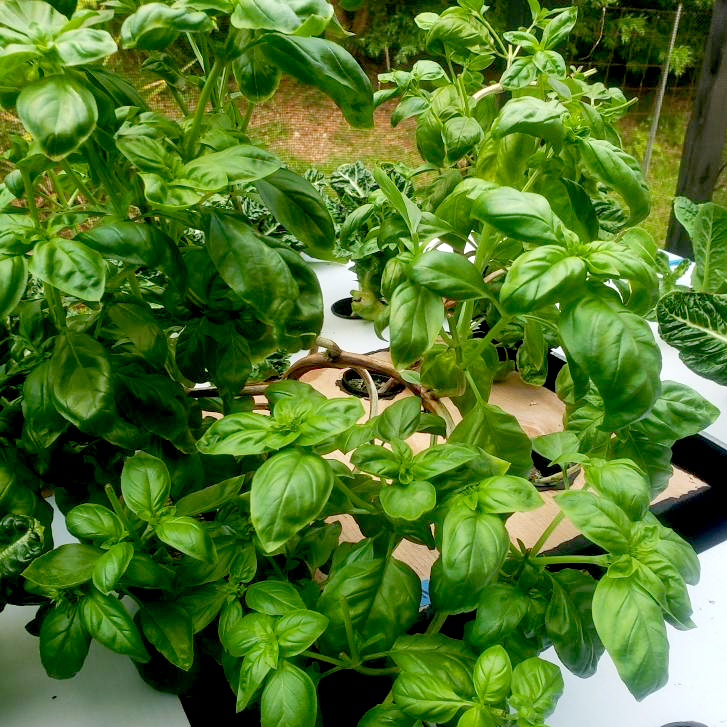 Sweet Basil