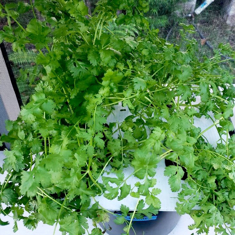 Cilantro