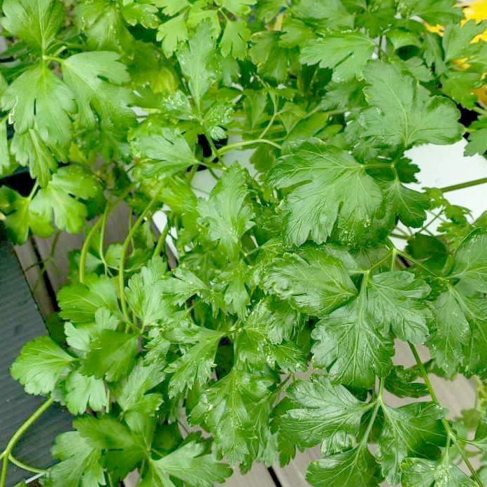 Cilantro