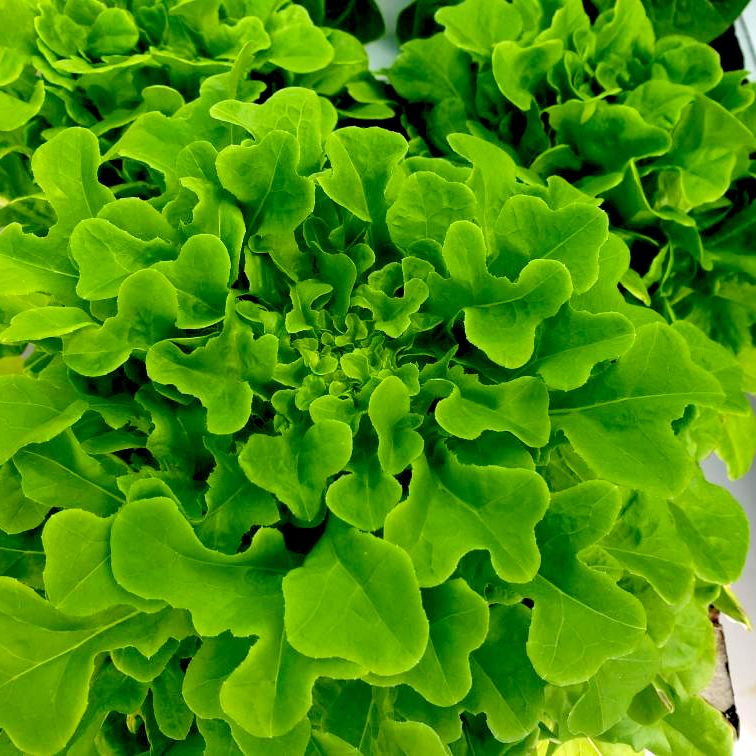 Salanova Green Oakleaf Lettuce