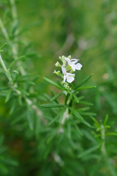 happy rosemary from my garden